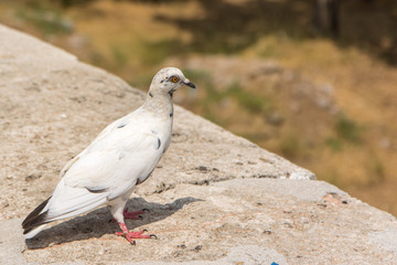 White pigeon on stone wall