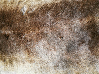 animal hair imitation texture
