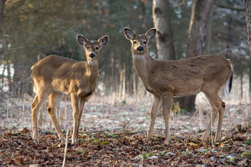 Naklejka na ściany i meble White-tailed deer in forest on a frosty morning