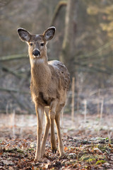 White-tailed deer in forest on a frosty morning