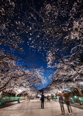 上野公園の桜。三脚カメラマン。