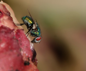 
The common green bottle fly is a blowfly found in most areas of the world and is the most well-known of the numerous green bottle fly species
