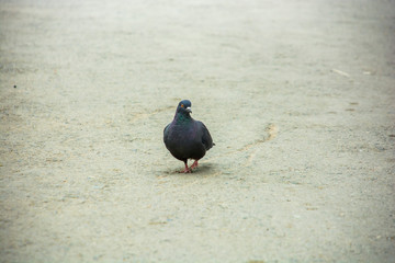 photo of a walking pigeon