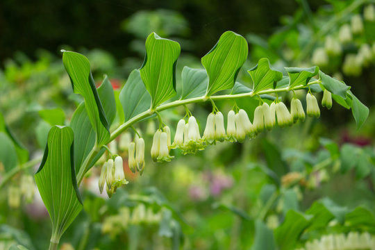Close up of a Solomon&acute;s seal also called Polygonatum multiflorum or Salomonssiegel