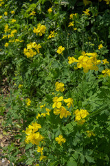 クサノオウの群生 ／ Chelidonium majus