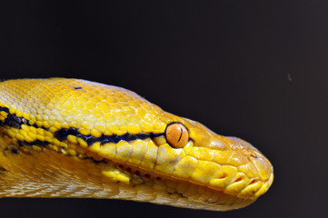 Fototapeta premium Malayopython reticulatus Kupang