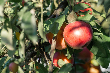 Ripe red Idared apples hang on a tree in the garden. Agricultural farm for growing apples. Harvesting ripe juicy apples from a tree.