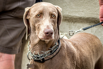 A large dog led with a choker chain leash