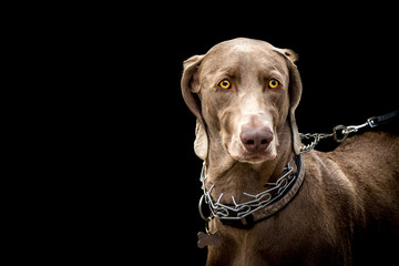 A large dog led with a choker chain leash