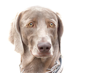 Profile of a large dog with bright eyes