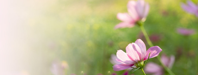spring pink flower on soft green meadow summer nature banner background