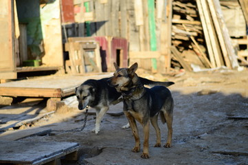 Shelter for homeless dogs in the cells