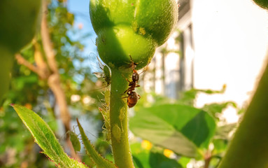 ant and aphid on closed rose petal