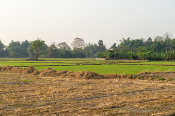 Fototapeta premium Landscape of farm rice with morning time