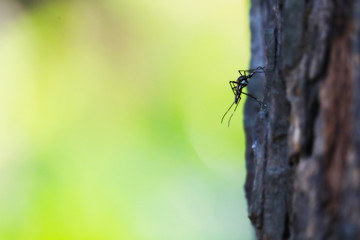 Mosquitoes perched on trees It is a carrier of many diseases such as malaria, dengue, elephantiasis