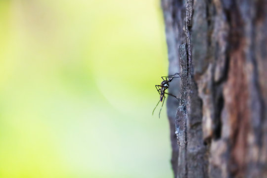 Mosquitoes perched on trees It is a carrier of many diseases such as malaria, dengue, elephantiasis