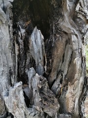 Textura corteza de arbol