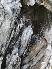 Textura corteza de arbol