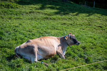 Vacas descansando en suiza