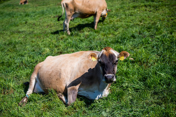 Naklejka na ściany i meble Vacas descansando en suiza