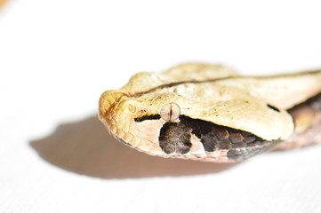 Bitis gabonica, Vipère du Gabon