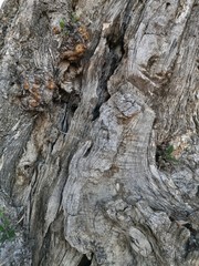 Textura corteza de arbol