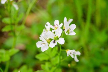 Wiesen - Schaumkraut