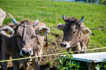 Detalles de vacas suizas en primavera