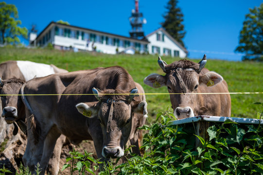 Vacas pasturando cerca de la cima de Bachtel