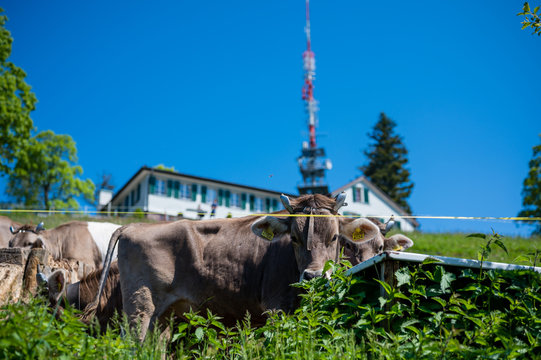 Vacas pasturando cerca de la cima de Bachtel