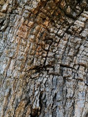 Textura corteza de arbol