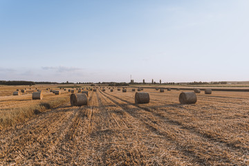 Rows of hay bales on harvested farm field. Straw bales on stubble. Summer agricultural landscape in...