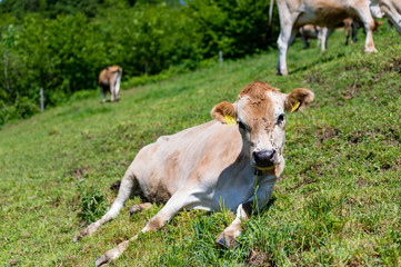Naklejka na ściany i meble Detalles de vacas en campos suizos