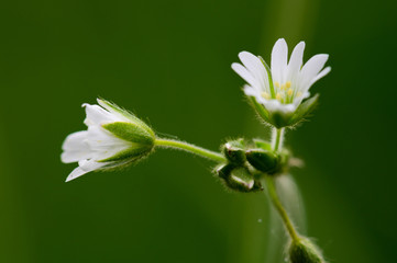 Obraz premium sternmiere