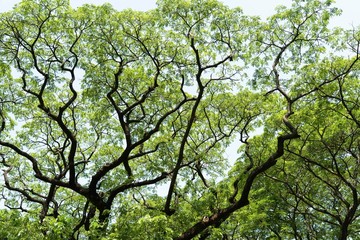 beautiful branches of big trees
