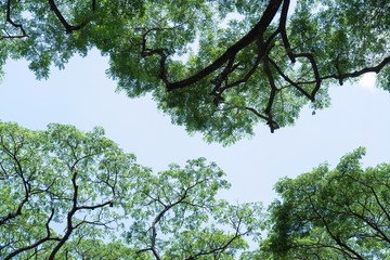Big branch trees with blue sky.