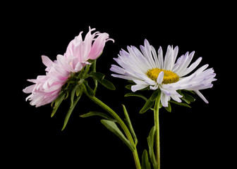 Aster flowers isolated on a black background close-up.