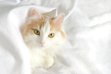 A white beige cat peeks out from under the covers. Close-up on a white background