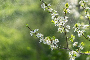 Apple trees bloom on a beautiful Sunny day in dewdrops