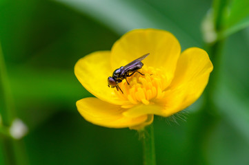 Scharfer Hahnenfuß