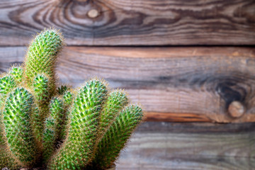 Bright green cactus on an old wooden background. Close-up shot