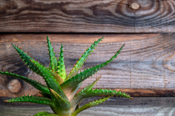 Aloe vera flower with drops of water on an old wooden background. Close-up shot