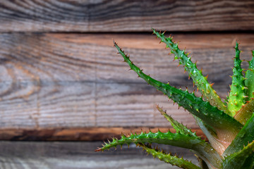 Aloe vera flower with drops of water on an old wooden background. Close-up shot