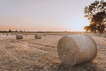 Rows of hay bales on harvested farm field. Straw bales on stubble after harvest. Summer...