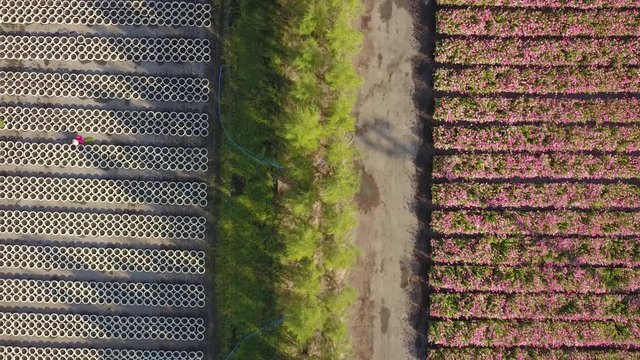 Aerial top view of row of pink zinnia flower plant in nursery 