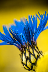 bee on yellow flower