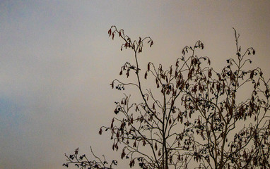 Tree against grey sky
