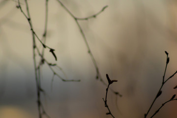 branches of a tree