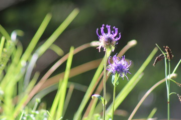 purple flower