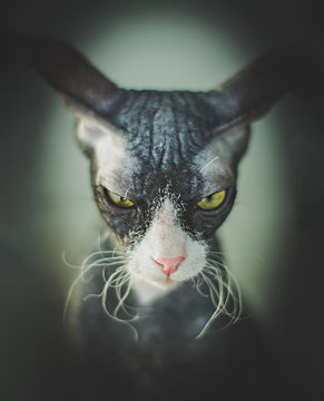 Devon Rex male cat portrait rescued from a shelter.